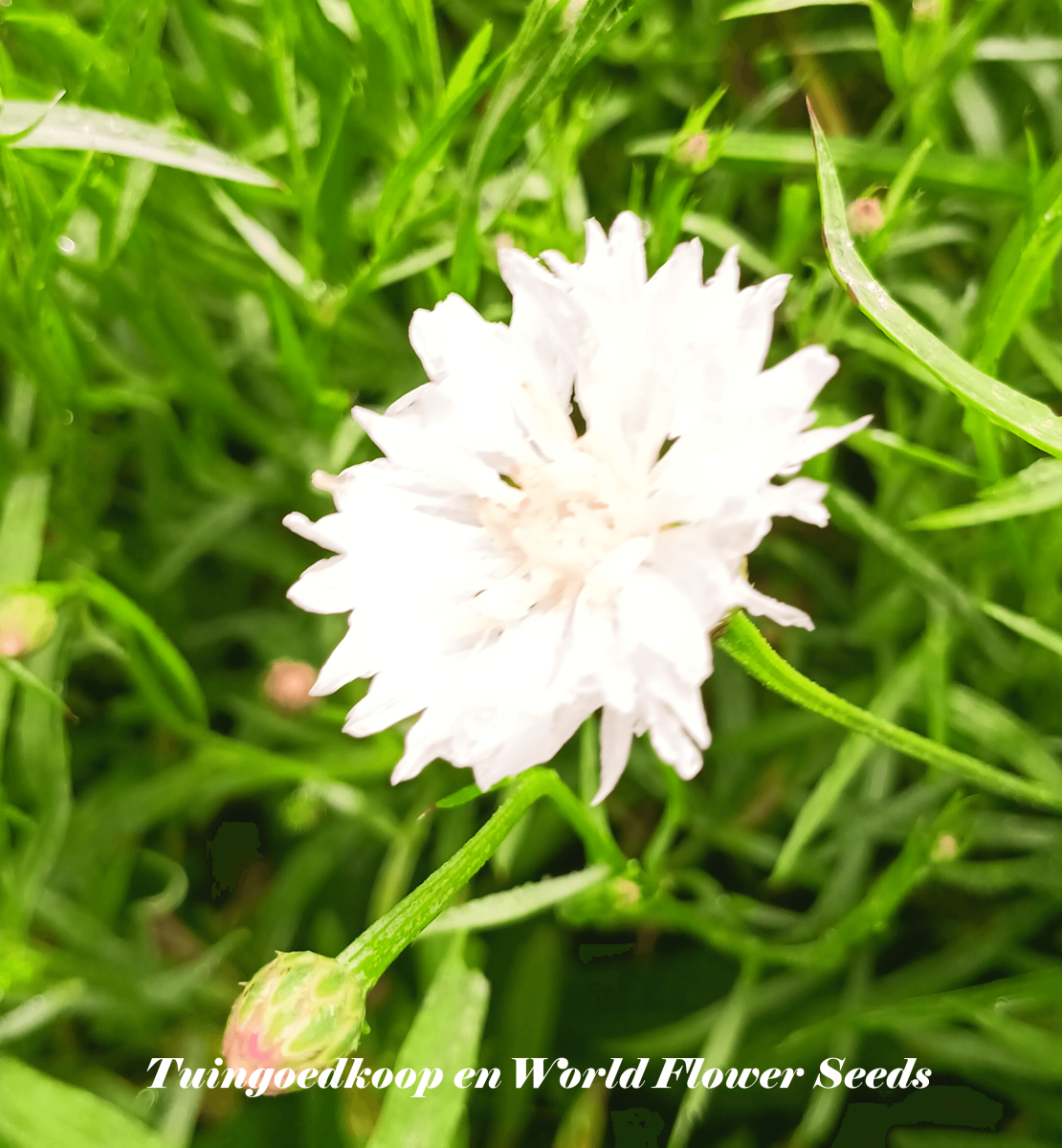 Centaurea Cyanus Double Snowman (Witte korenbloem zaden)