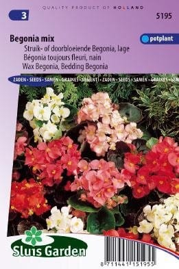 Begonia semperflorens – Mix zaad bloemzaden - Afbeelding 2