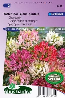 Cleome spinosa – Colour Fountain Mix zaad bloemzaden - Afbeelding 2